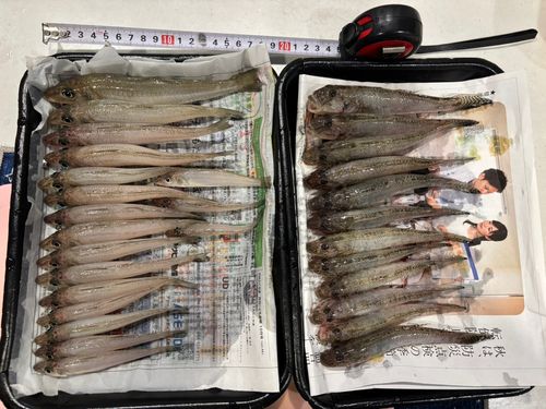 シロギスの釣果