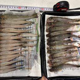 シロギス