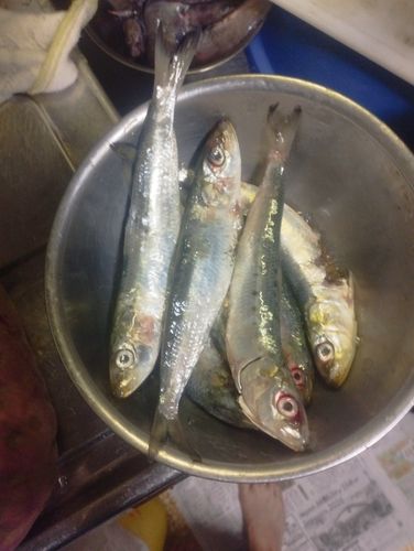イワシの釣果