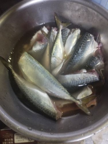 サバの釣果
