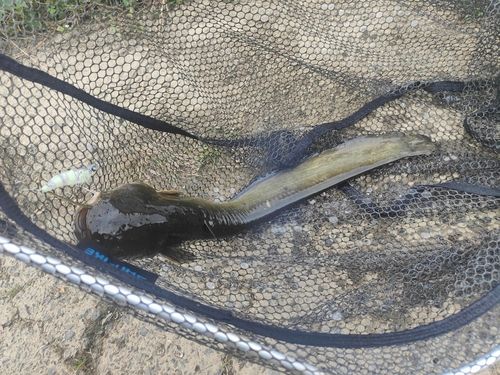 キビレの釣果