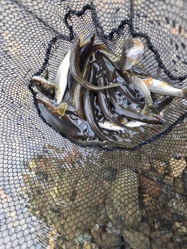 アユの釣果
