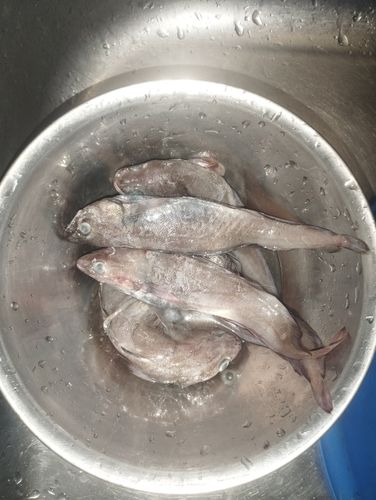 ドンコの釣果
