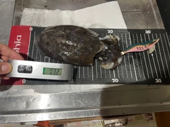 コウイカの釣果