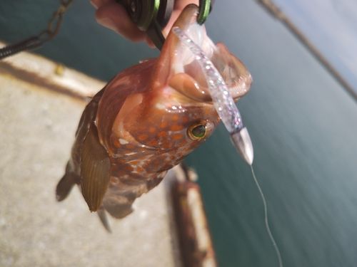 キジハタの釣果