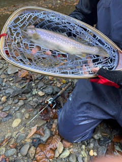 アメマスの釣果