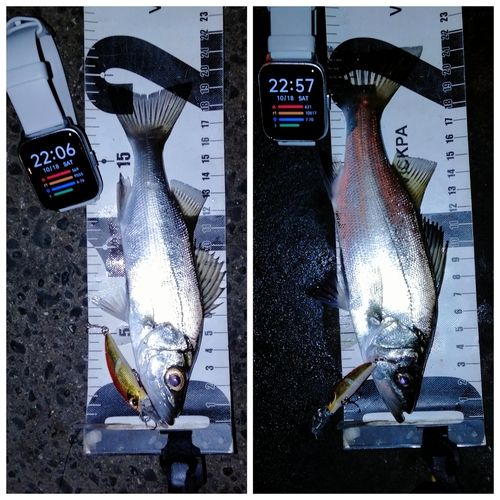 セイゴ（ヒラスズキ）の釣果