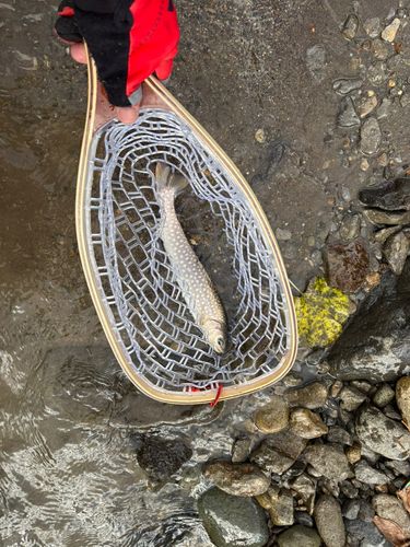 アメマスの釣果