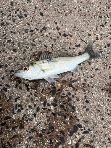 セイゴ（マルスズキ）の釣果