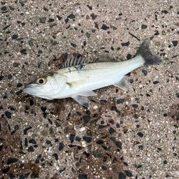 セイゴ（マルスズキ）