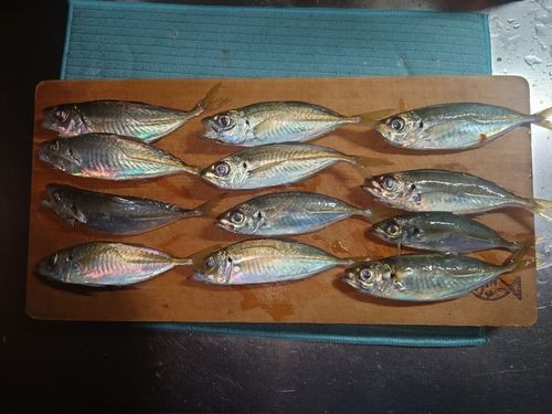 アジの釣果