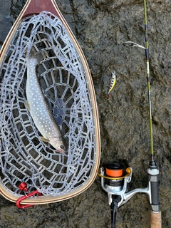 アメマスの釣果