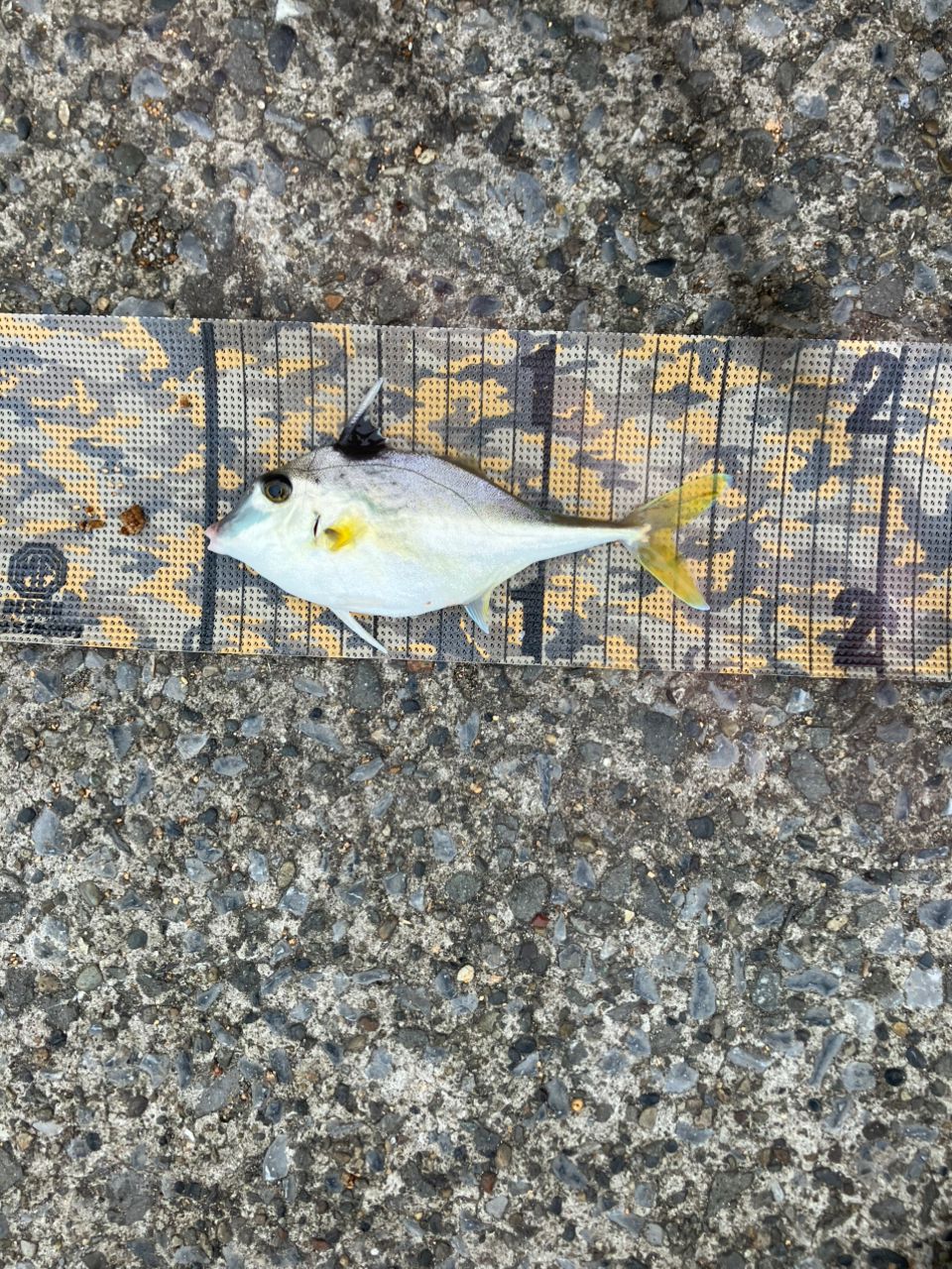 シロギス