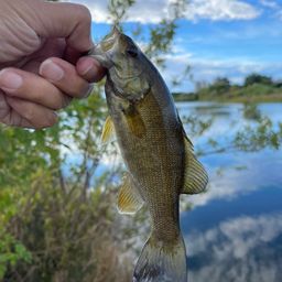 スモールマウスバス