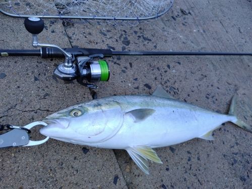 ヤズの釣果