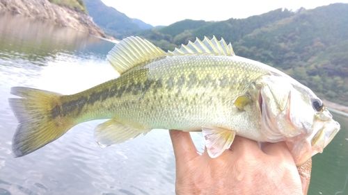 奥矢作川