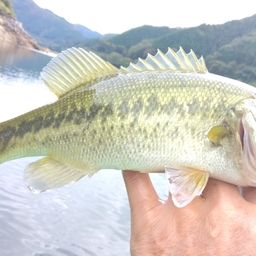 ラージマウスバス