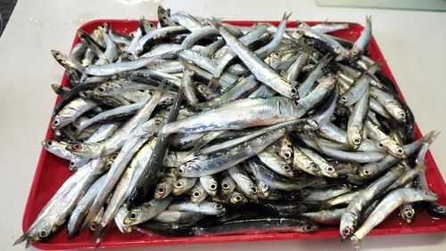 カタクチイワシの釣果