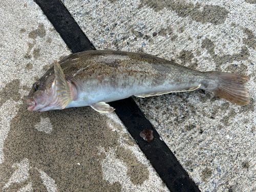 アイナメの釣果