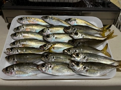 アジの釣果