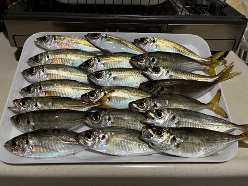 アジの釣果