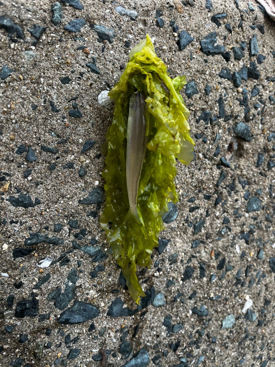 アジ
