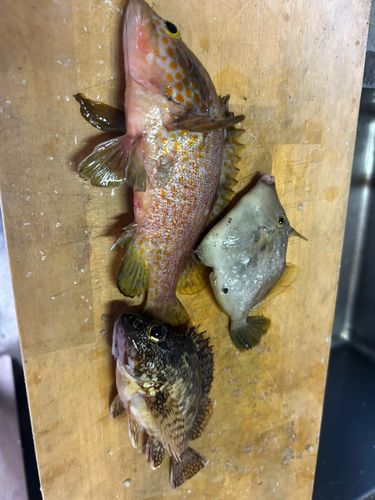 カサゴの釣果