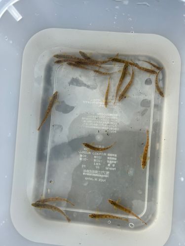 ドジョウの釣果