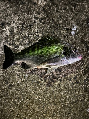 佐々浦