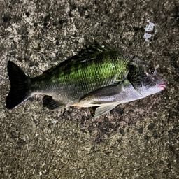 チヌ