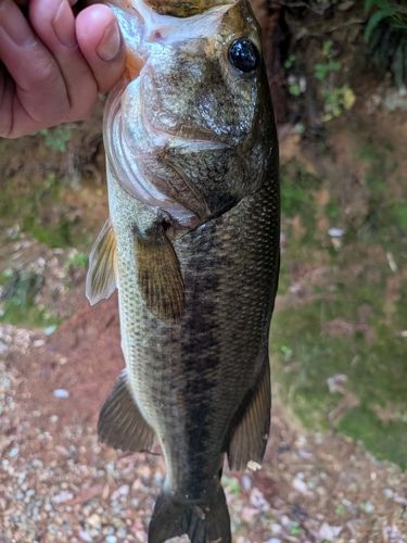 ラージマウスバスの釣果