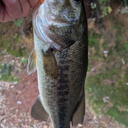 ラージマウスバス