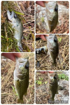 ブラックバスの釣果
