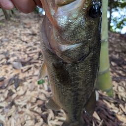 ラージマウスバス