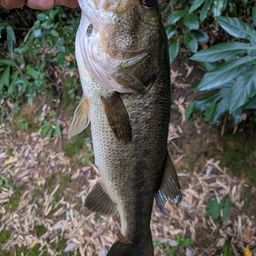 ラージマウスバス