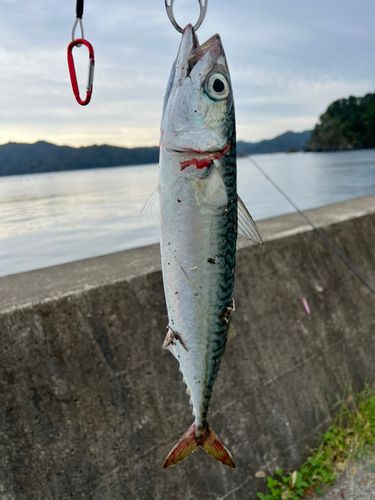 サバの釣果