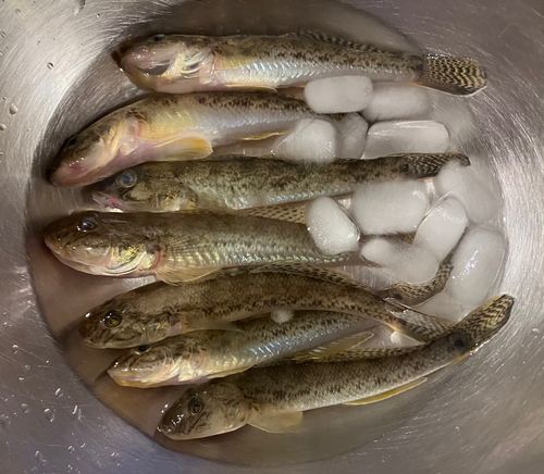 ハゼの釣果