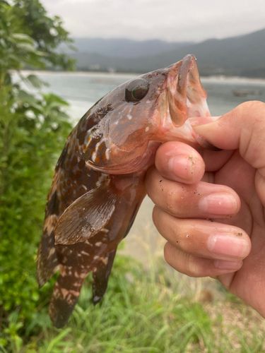 キジハタの釣果