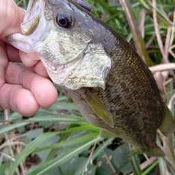 ラージマウスバス