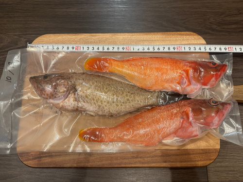 アカハタの釣果