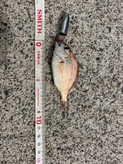 チャリコの釣果