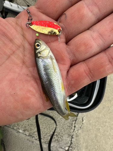 カワムツの釣果