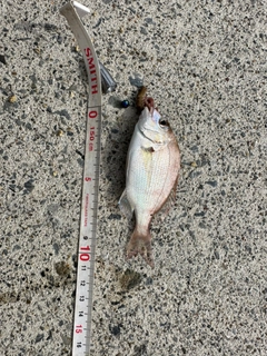 チャリコの釣果