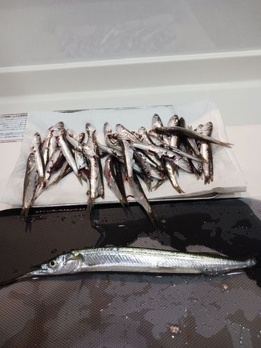 カタクチイワシの釣果