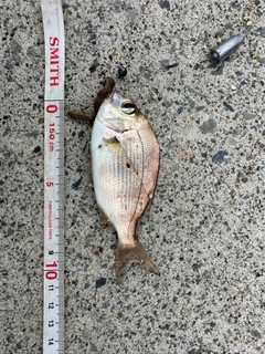 チャリコの釣果