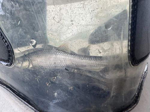 オイカワの釣果