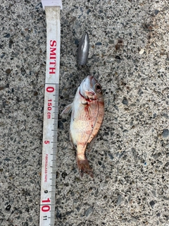 チャリコの釣果