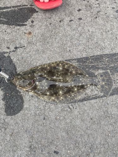 ヒラメの釣果