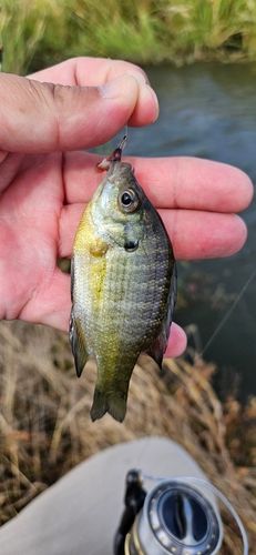 ブルーギルの釣果