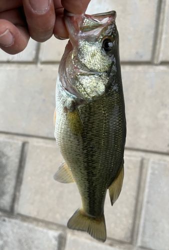 ラージマウスバスの釣果